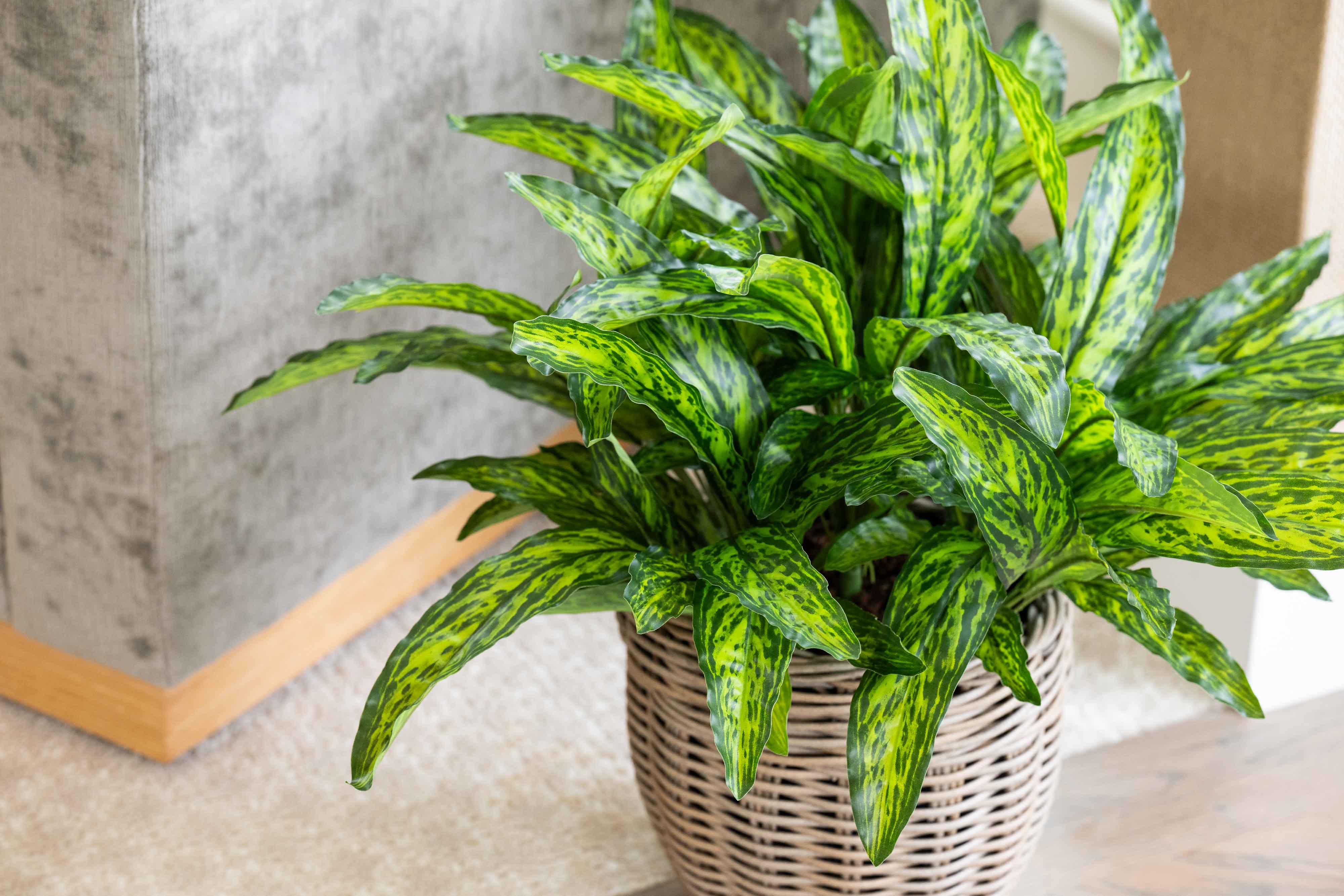 Wholesale Artificial Indoor Plants – New Growth Designs