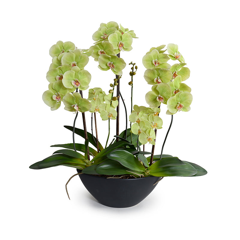 Phalaenopsis Orchid x5 Orchid in Ceramic 28"H