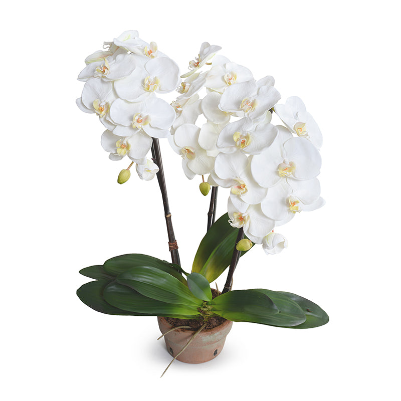 Phalaenopsis Orchid x3 in Terracotta 28"H