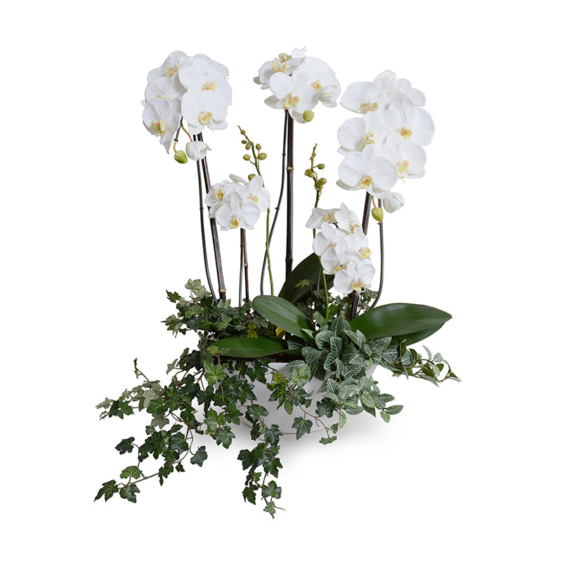 Phalaenopsis Orchid x5 w/Vines 32"H