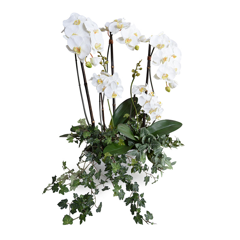Phalaenopsis Orchid x5 w/Vines 32"H