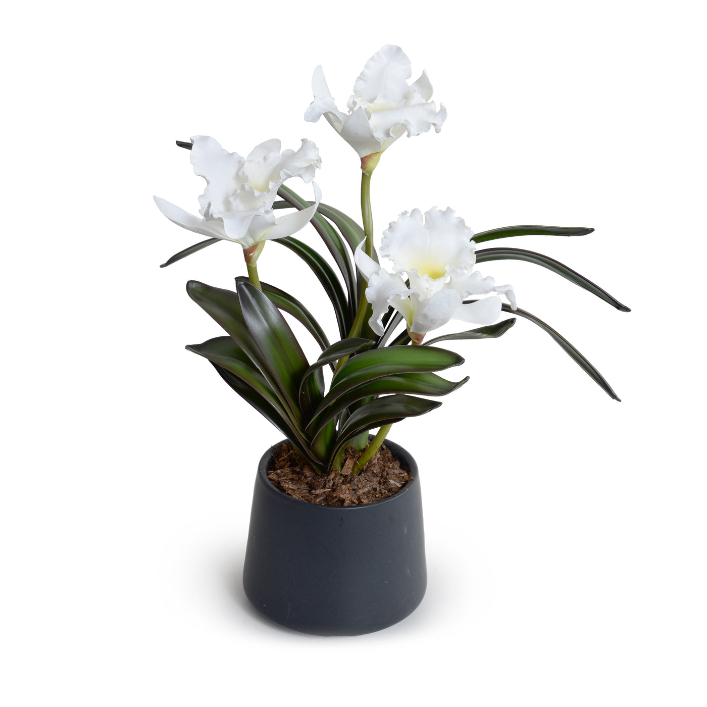 Cattleya Orchids in Black Ceramic - White 16"H