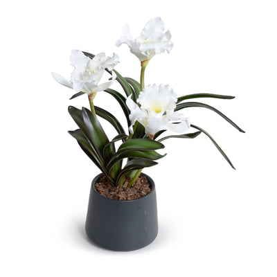 Cattleya Orchids in Black Ceramic - White 16"H