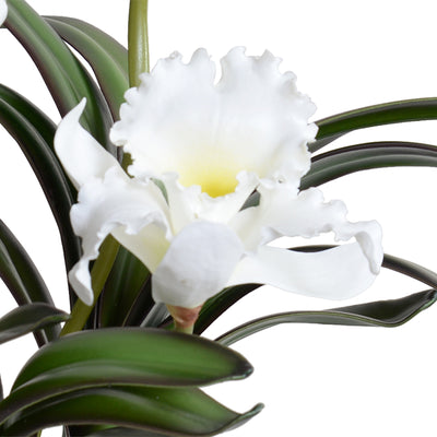 Cattleya Orchids in Black Ceramic 16"H