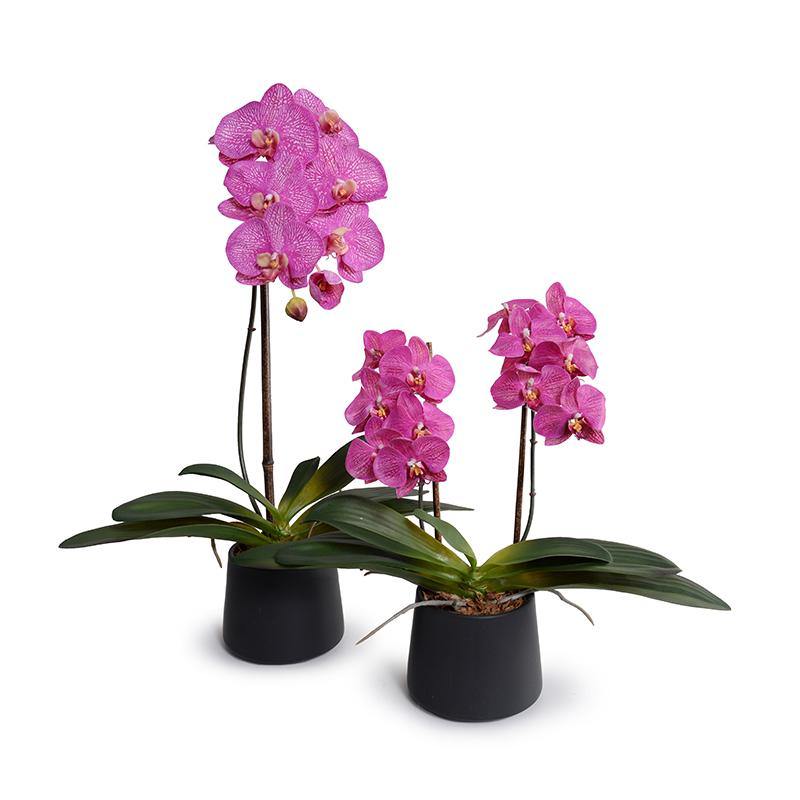 Phalaenopsis Orchid x2 in Ceramic Vase 18"H