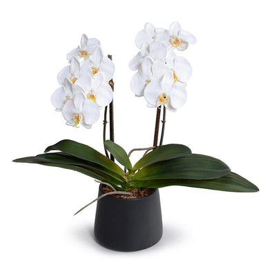 Phalaenopsis Orchid x2 in Ceramic Vase 18"H