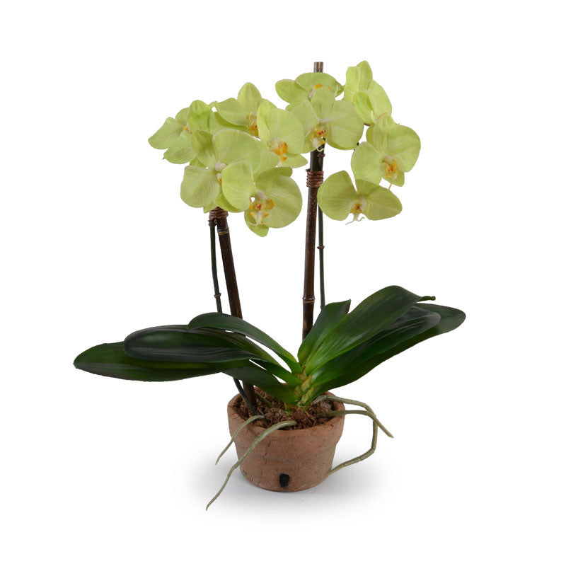 Phalaenopsis Orchid x2 in Terracotta 18"H