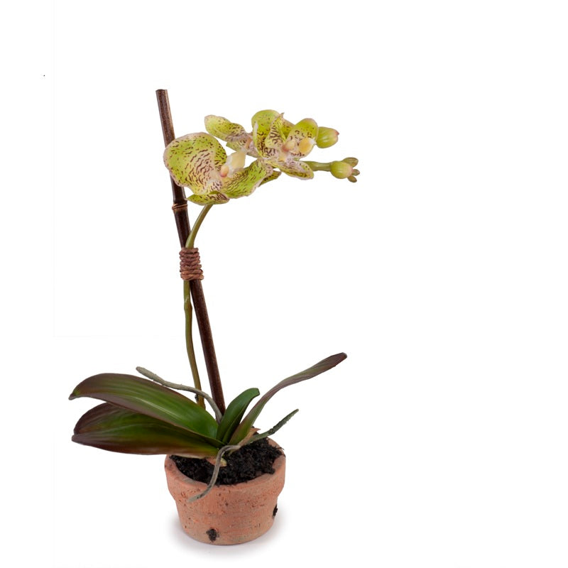 Mini Orchid Assortment
