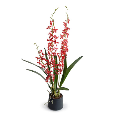 Arachnid Orchid in Ceramic Vase 36"H