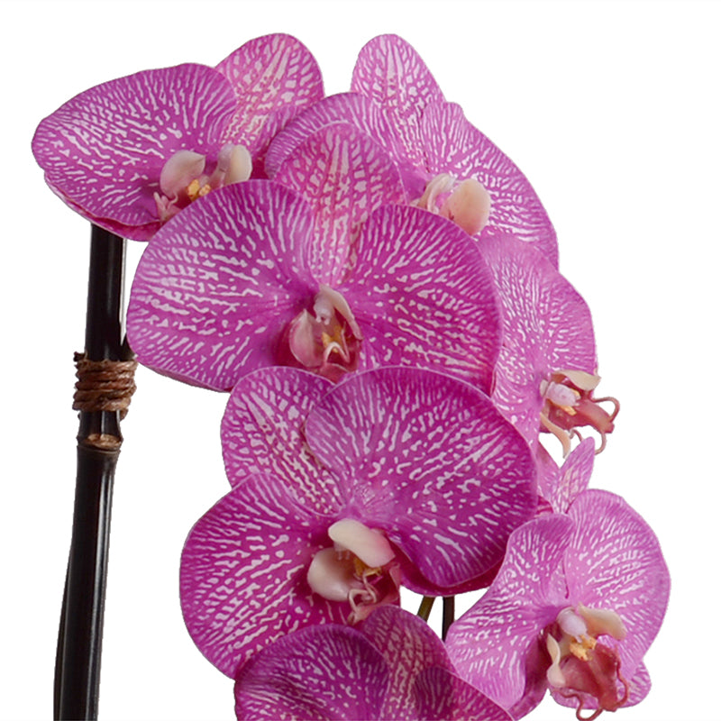 Phalaenopsis Orchid x3 Leaf-It 29"H