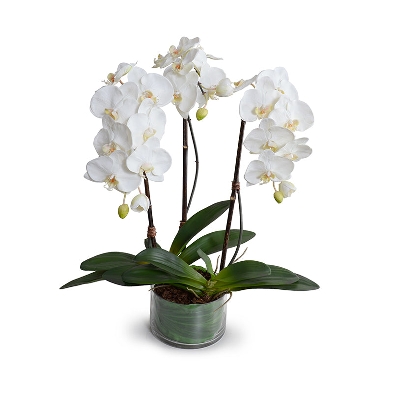 Phalaenopsis Orchid x3 Leaf-It 29"H