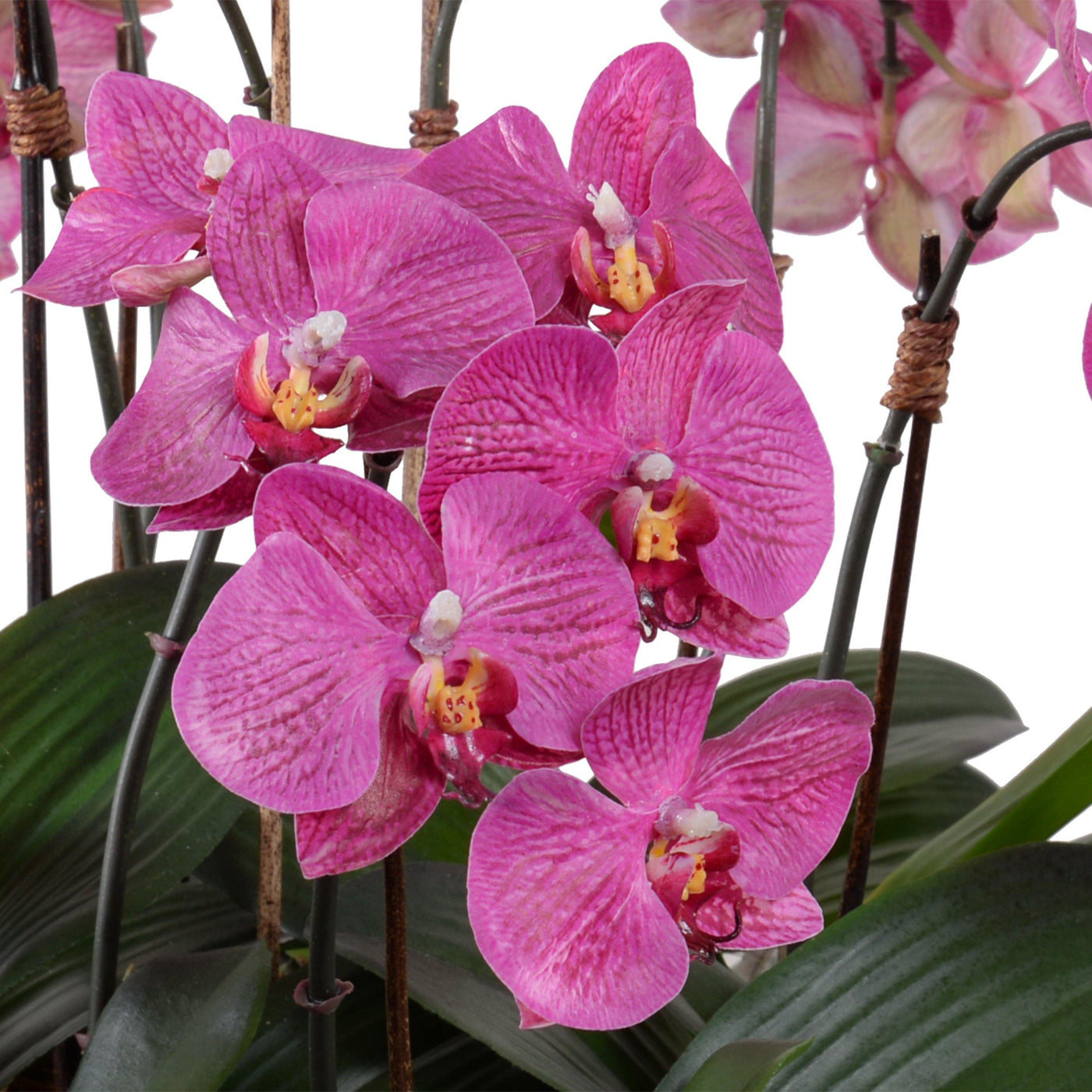 Phalaenopsis Orchid x9 Leaf-it 20"H