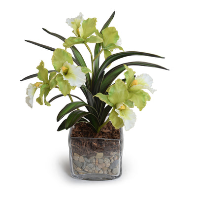Cattleya Orchids in Glass Cube - White Green 16"H