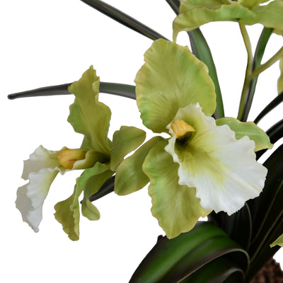 Cattleya Orchids in Glass Cube - White Green 16"H