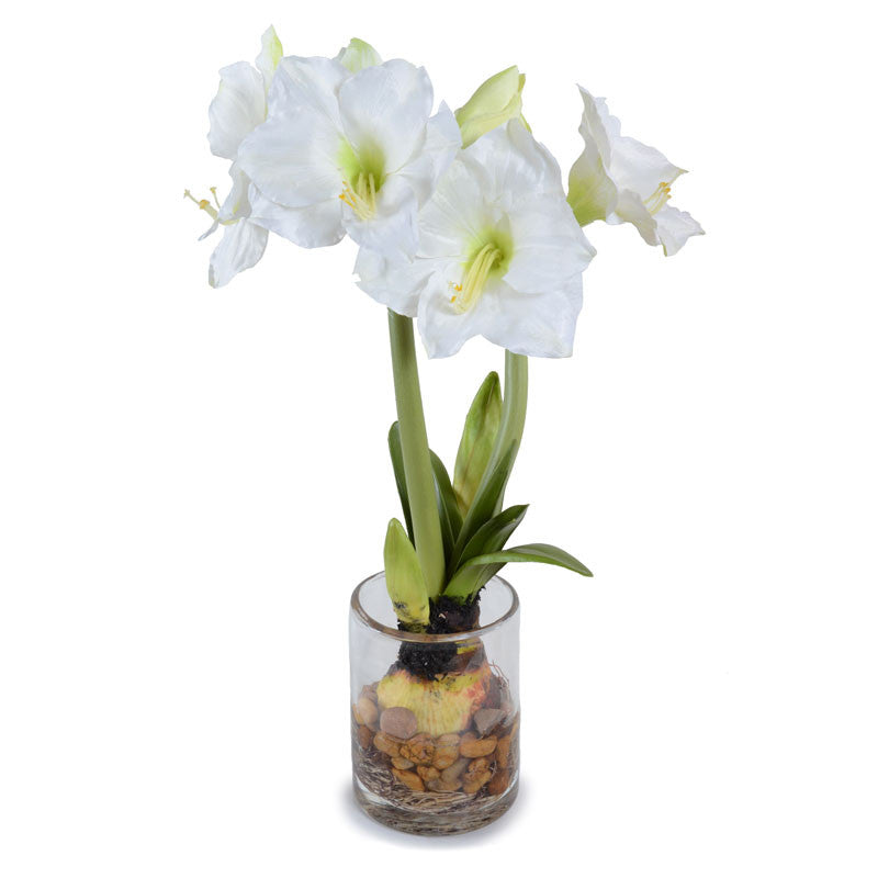 Amaryllis in Glass 23"H