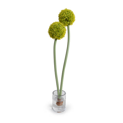 Allium in Glass Vase 24"H