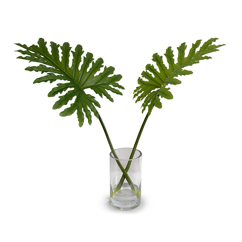 Philodendron Selloum Leaves in Glass 28"H