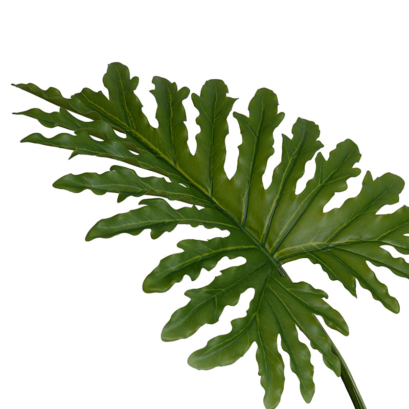 Philodendron Selloum Leaves in Glass 28"H