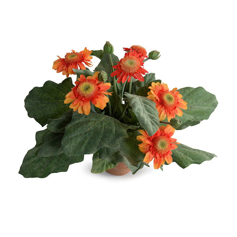 Gerbera Daisy 12