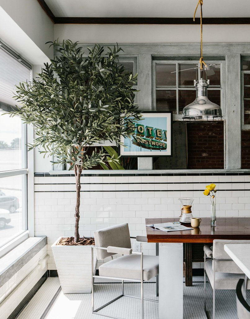 Olive Tree 8'