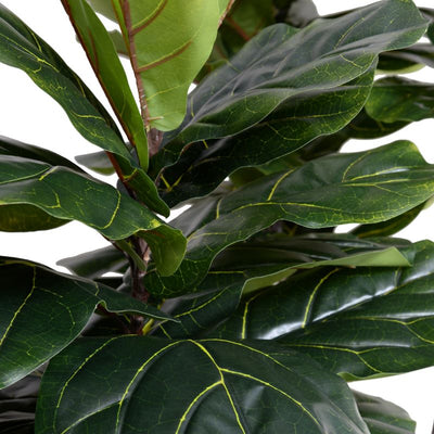 Fiddle Leaf Fig Tree 6.5'