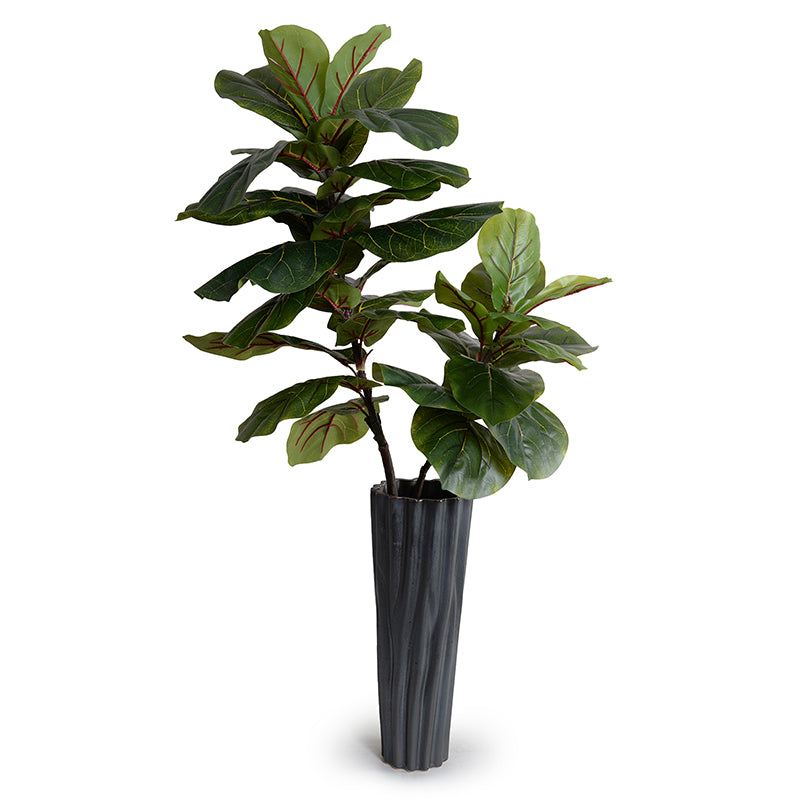 branching fiddle leaf fig Fiddle Leaf Fig Branches in Porcelain 48