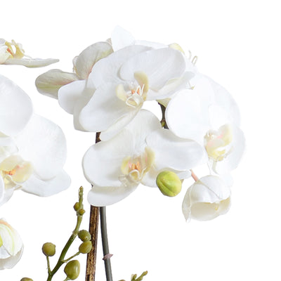 Phalaenopsis Orchid w/Vines in Blue & White Vase 34"H