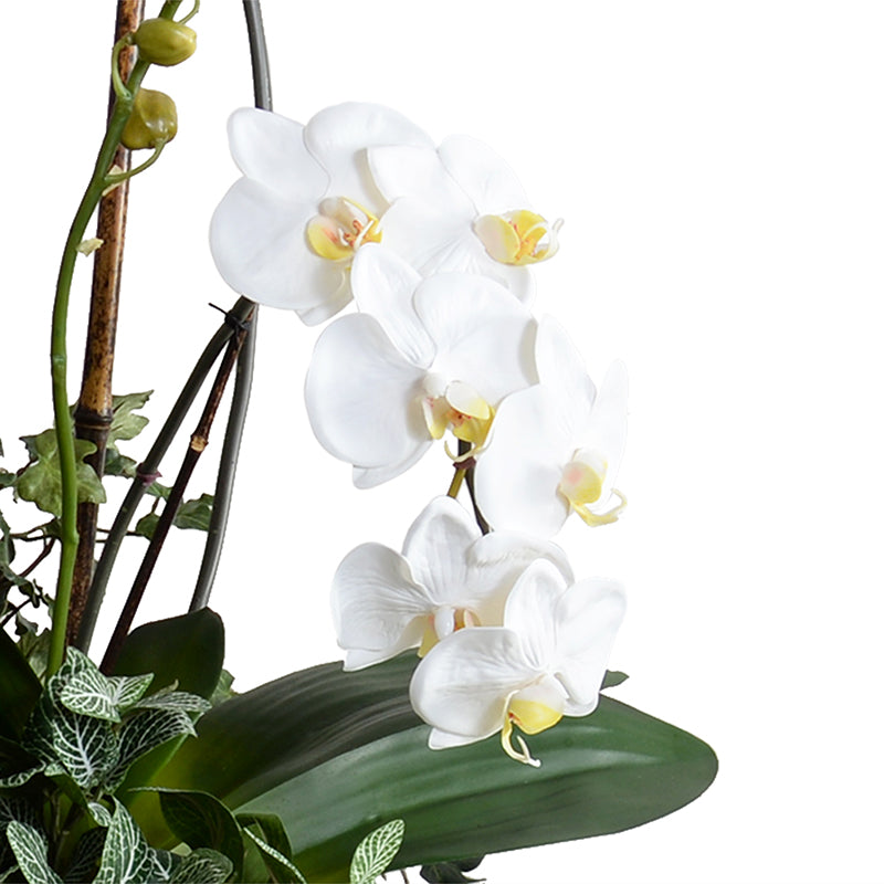 Phalaenopsis Orchid w/Vines in Blue & White Vase 34"H