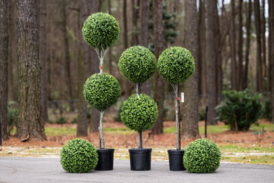 Boxwood Ball Double Topiary 54"H