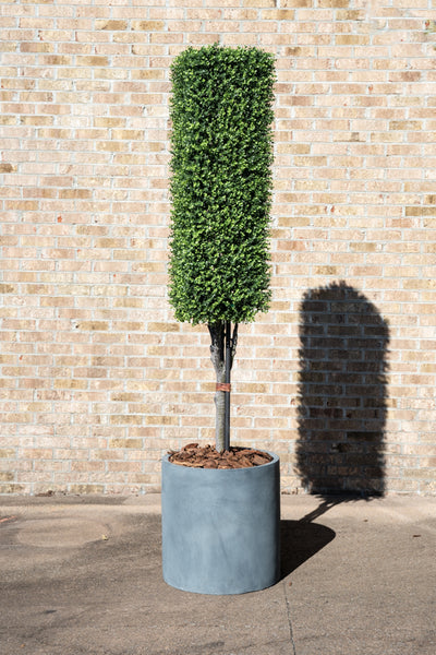 Boxwood Column Topiary 76"H