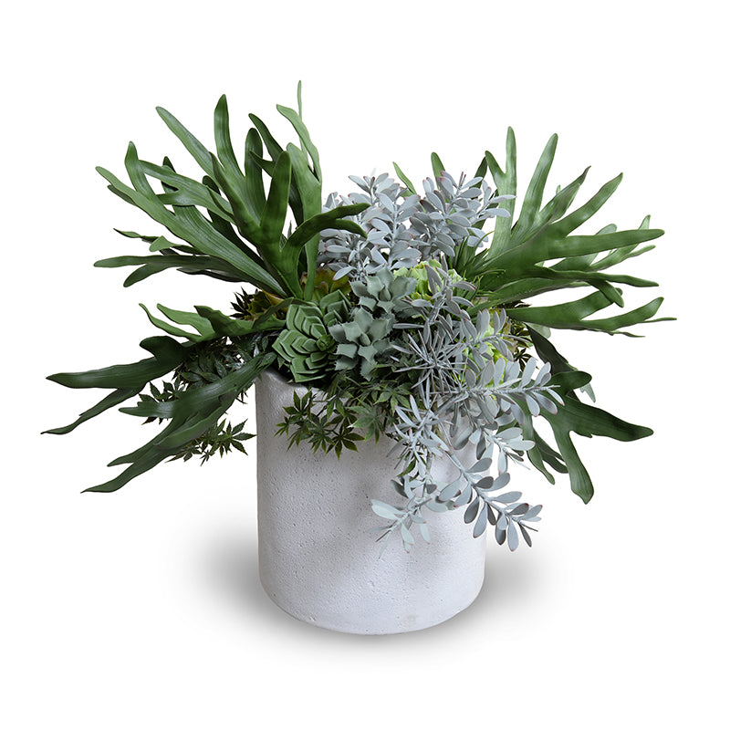 Staghorn Fern & Succulents Arrangement – New Growth Designs