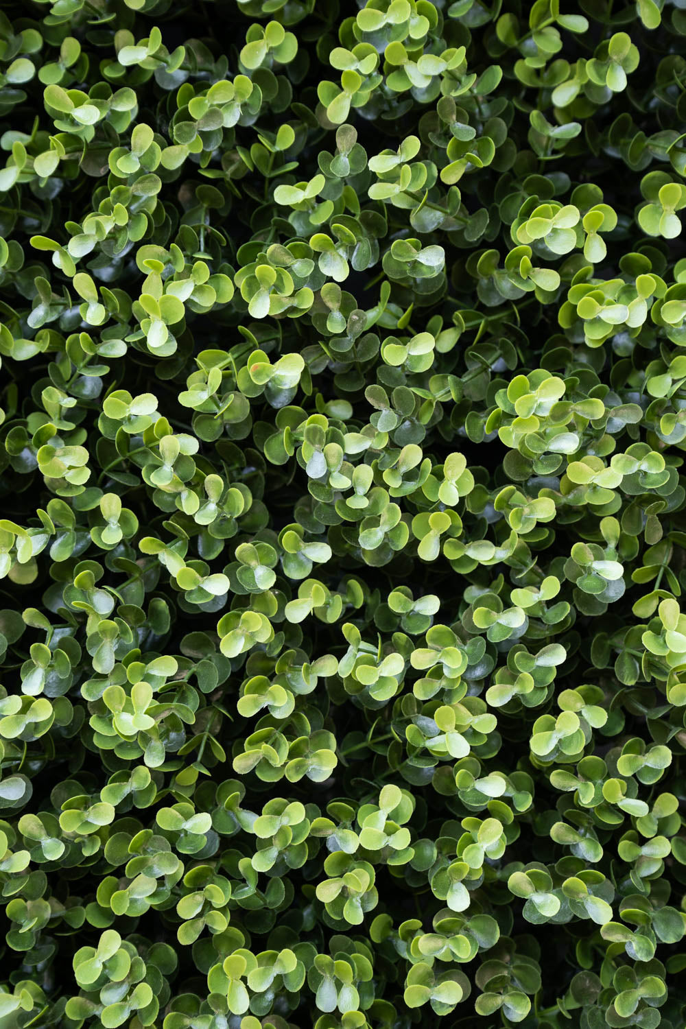 4' x 8' Boxwood Panel – New Growth Designs