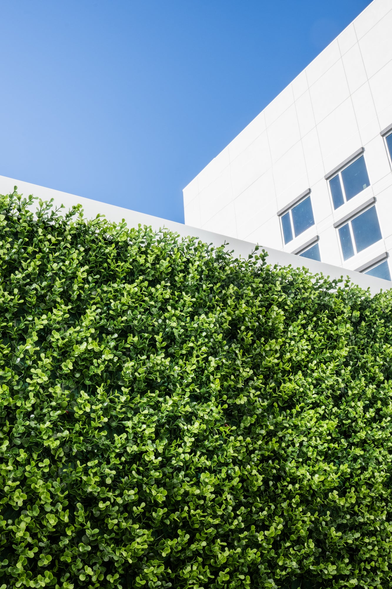 Realistic Wholesale Greenery Wall Outside Commercial Building with Blue Sky - Enduraleaf
