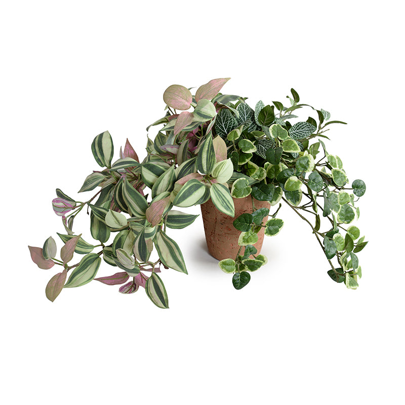 creeping inch plant indoor Creeping Fig, Fittonia & Inch Plants in Terracotta 12