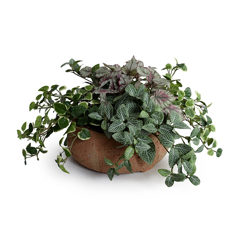 hanging fittonia plant Creeping Fig, Begonia & Fittonia in Clay Bowl 11"H – New Growth Designs