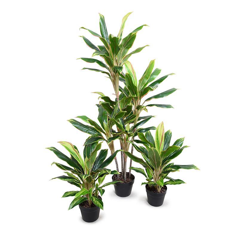 dracaena plante Dracaena Plant – New Growth Designs