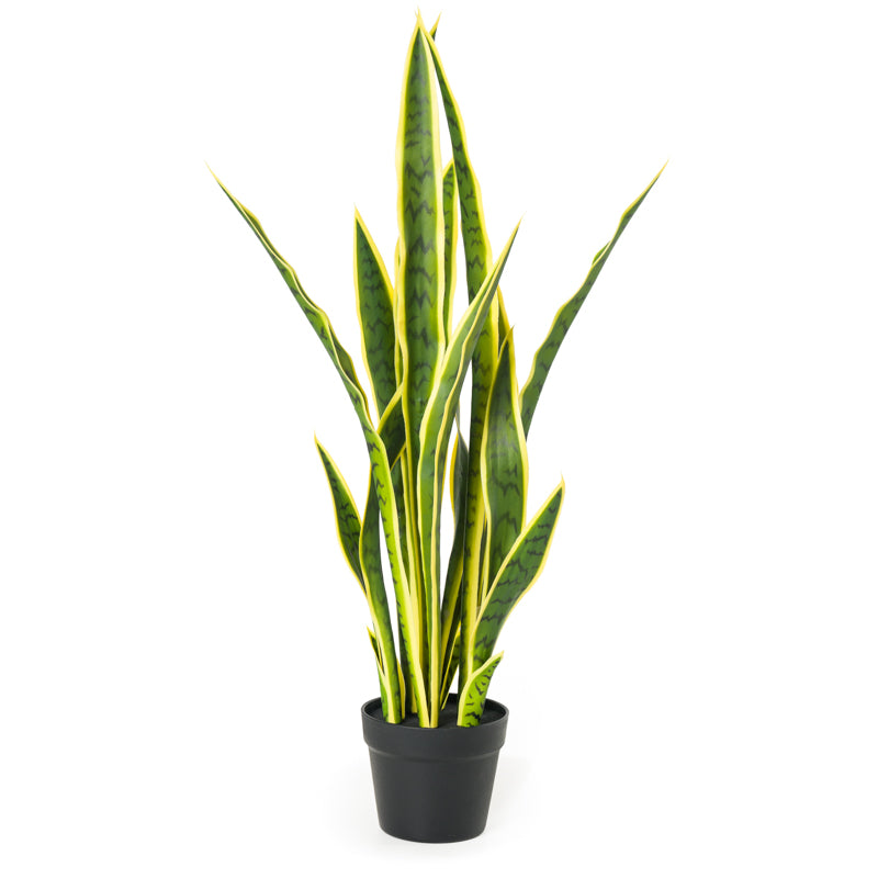 sansevieria snakey Snake Plant (Sansevieria) – New Growth Designs