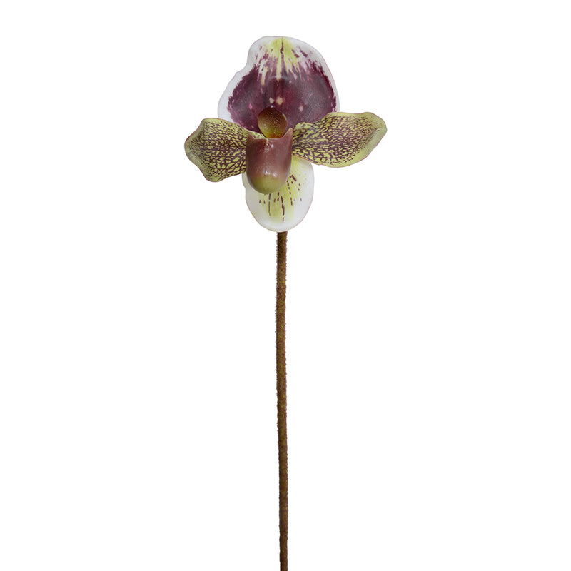 Lady's Slipper Orchid stem