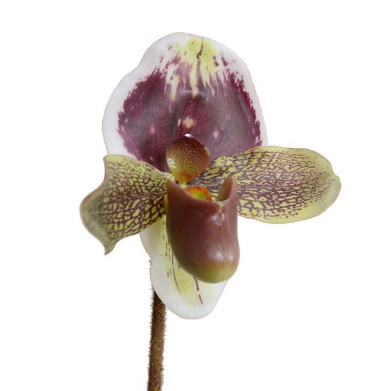 Lady's Slipper Orchid stem