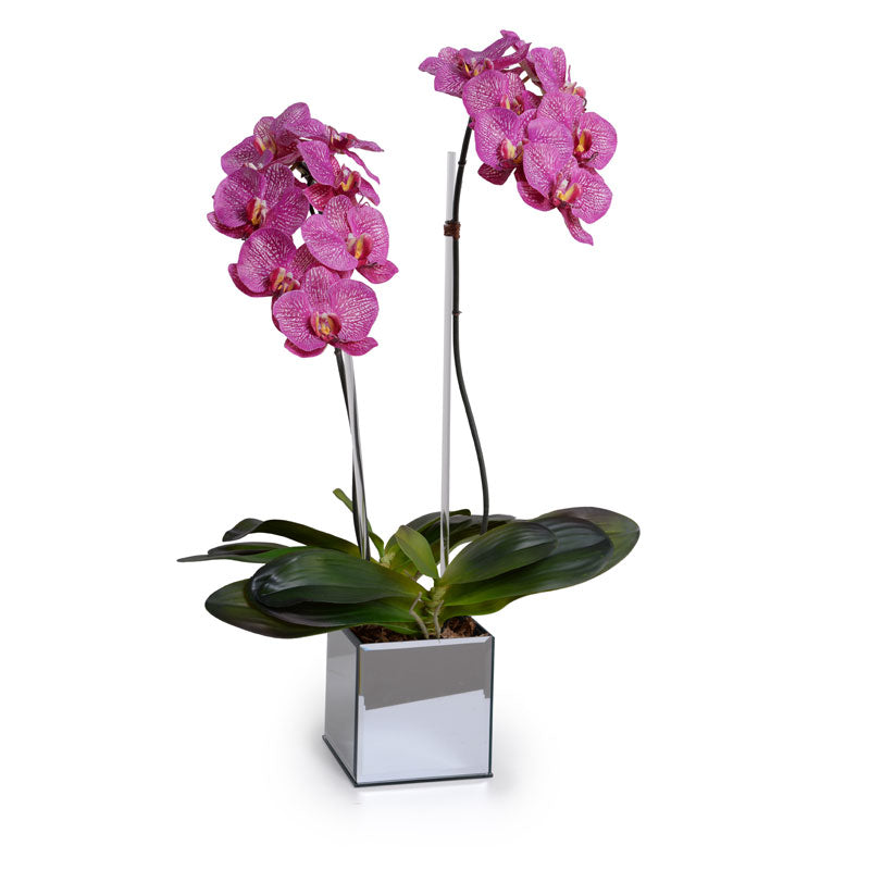 Phalaenopsis Orchid x2 in Mirror Vase 26"H