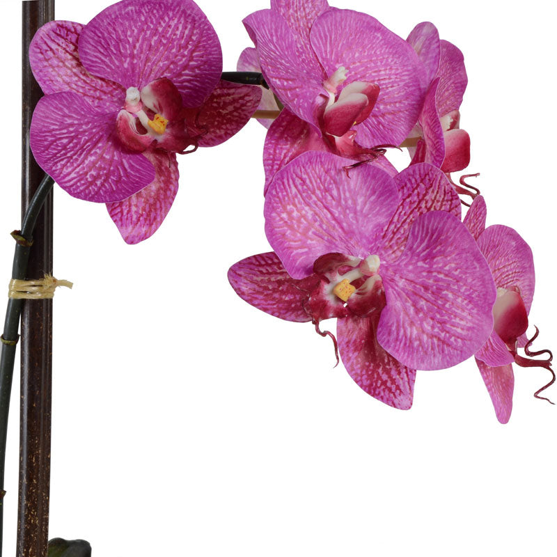Phalaenopsis Orchid x2 in Terracotta 28"H