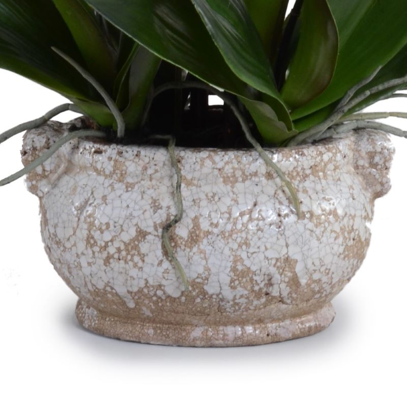 Phalaenopsis Orchid x5 in Glazed Bowl -Fuchsia