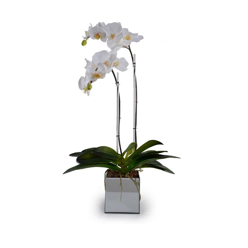 Phalaenopsis Orchid x2 in Mirror Vase 32"H