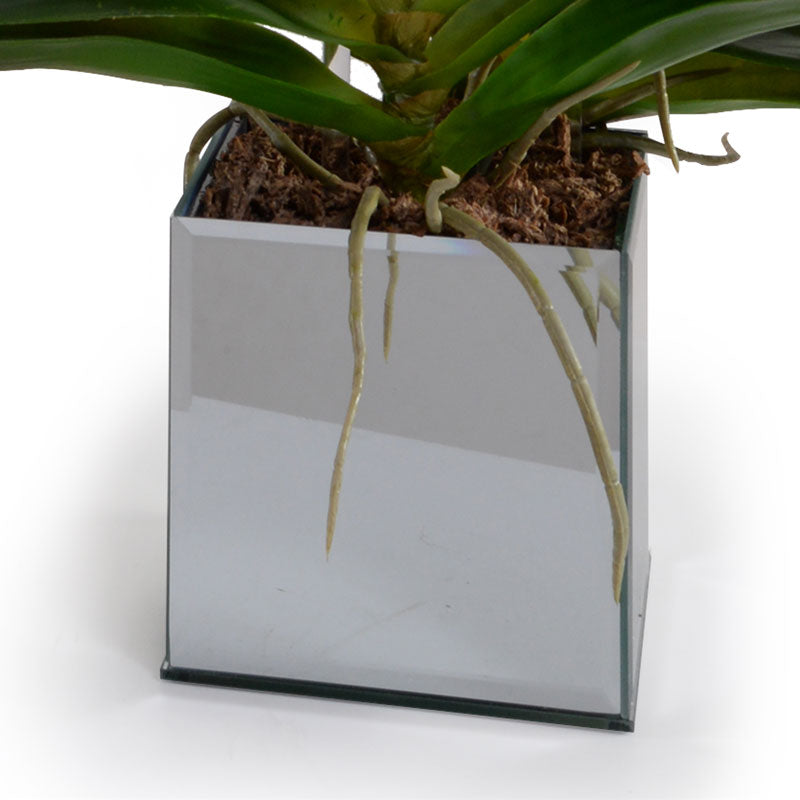 Phalaenopsis Orchid x2 in Mirror Vase 32"H
