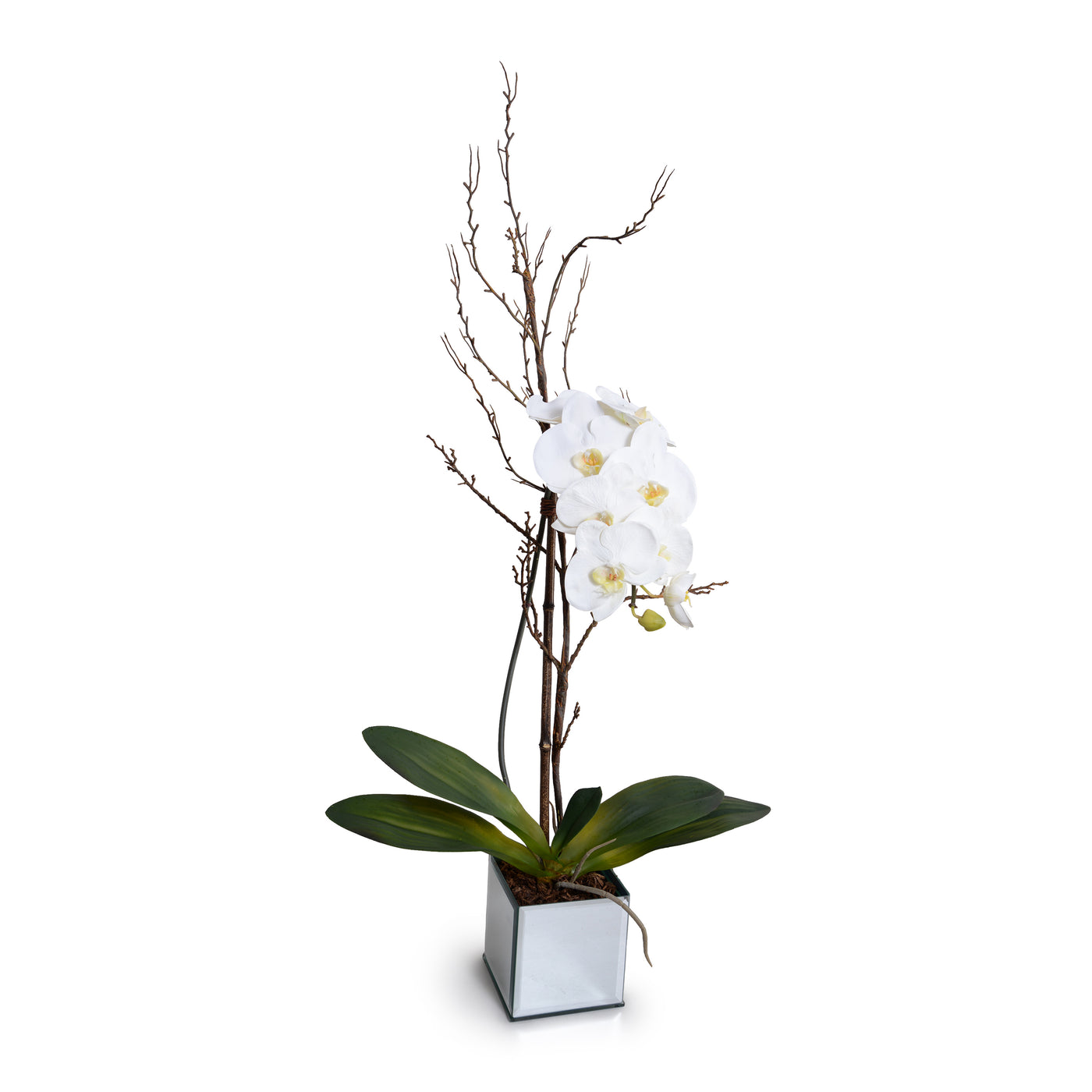 Phalaenopsis Orchid x1 w/Willow in Mirror Vase 36"H