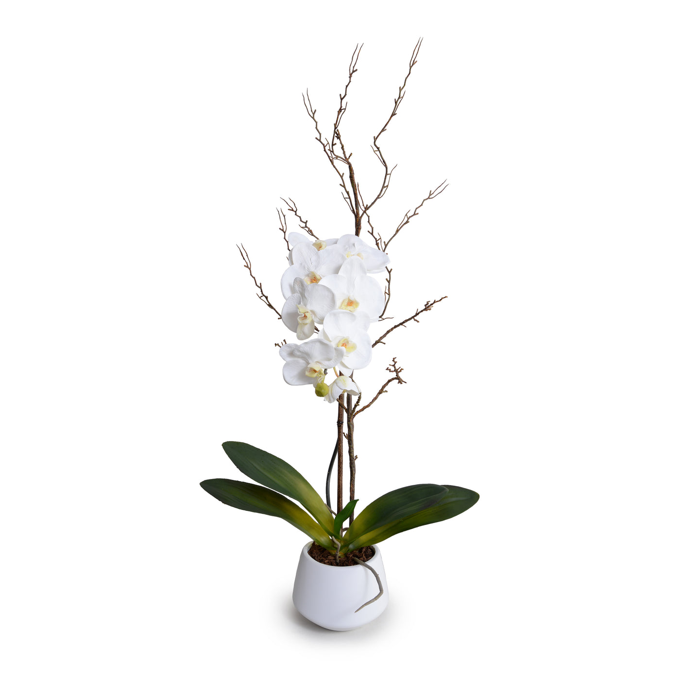 Phalaenopsis Orchid x1 w/Willow in White Ceramic 36"H