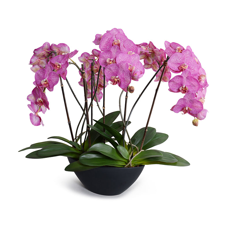Phalaenopsis Orchid x6 in Black Oval Ceramic 29"H