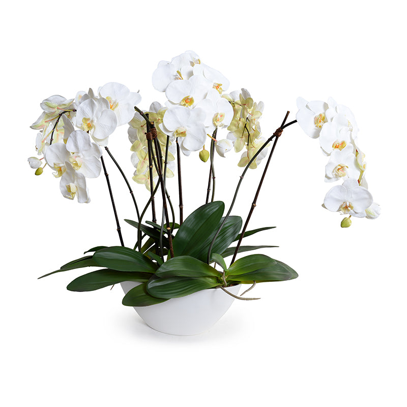Phalaenopsis Orchid x6 in White Oval Ceramic 29"H