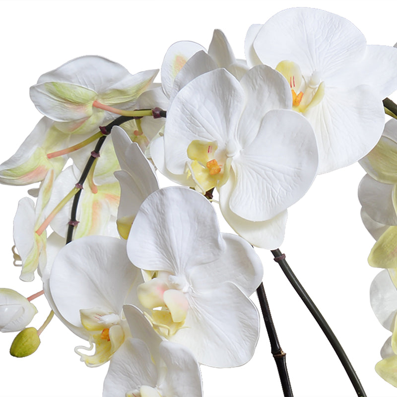 Phalaenopsis Orchid x6 in White Oval Ceramic 29"H
