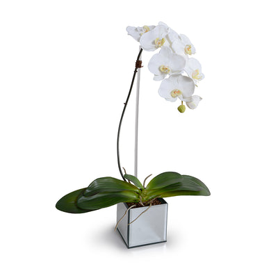 Phalaenopsis Orchid x1 in Mirror Vase 32"H